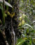 : - Coelogyne exalata