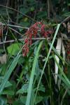 : - Carex baccans