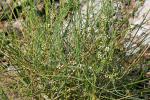 : - Cassytha capillaris
