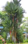 : - Cyrtostachys renda