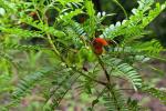 : - Dodonaea polyzyga