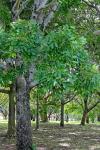 : - Dysoxylum oppositifolium
