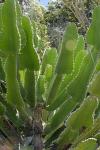 : - Euphorbia cooperi
