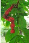 : - Cojoba rufescens