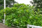 : - Guettarda speciosa