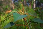 Blutendes Herz - Homalanthus populifolius