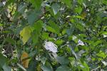 :-Ipomoea fistulosa
