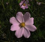 Schmuckkörbchen - Cosmos bipinnatus