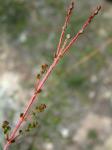 : - Sannantha cunninghamii