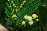 : - Acacia parvipinnula