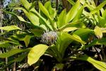 Asiatische Spinnenlilie - Crinum asiaticum