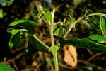 : - Daphnandra apatela