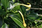 : - Fagraea berteroana