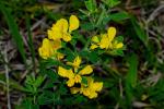 :-Genista monspessulana