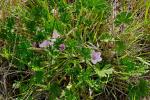 : - Geranium antrorsum