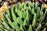 Königs-Agave-Agave victoriae-reginae