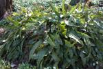 Hirschzungenfarn - Asplenium scolopendrium