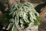 : - Caladium humboldtii