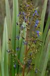 : - Dianella revoluta