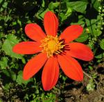 : - Dahlia coccinea