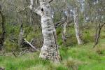 : - Eucalyptus stellulata