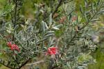 : - Grevillea arenaria