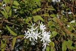 : - Jasminum decipiens