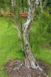 : - Leptospermum madidum