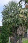 : - Livistona benthamii
