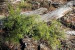 : - Lomatia silaifolia