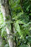 : - Lygodium flexuosum