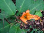 : - Dieffenbachia aurantiaca