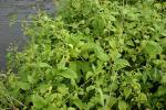 : - Melanthera biflora