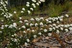: - Ozothamnus thyrsoideus