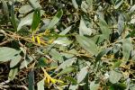 : - Acacia holosericea