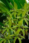 :-Coelogyne pandurata