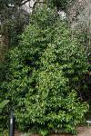 : - Galbulimima belgraveana
