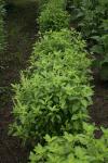 Indisches Basilikum - Ocimum tenuiflorum