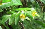 :-Epidendrum wallisii