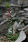 : - Phyllanthus hirtellus