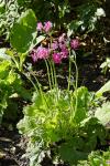 : - Primula malacoides