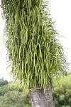 : - Pyrrosia longifolia