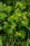Stachelfrüchtiger Hahnenfuß - Ranunculus muricatus