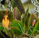 : - Restrepia cuprea