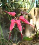 Teufelsrückgrat - Euphorbia tithymaloides