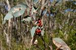 :-Eucalyptus piperita