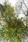 : - Platycerium bifurcatum