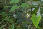 : - Cissus repens