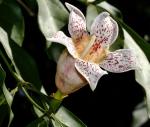 : - Rothmannia manganjae