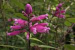 Pfingstrosen-Salbei - Salvia involucrata